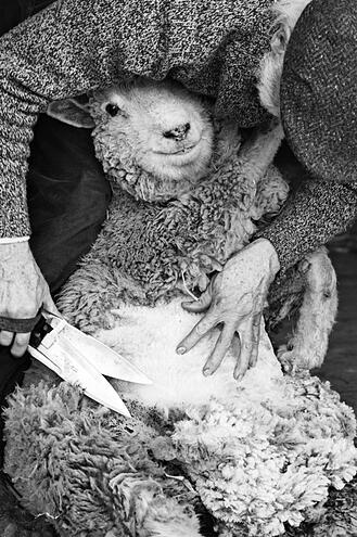 sheep