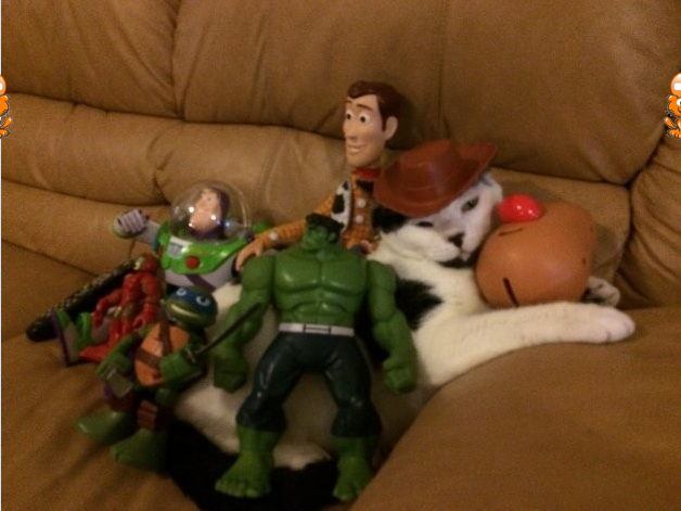 cattoystory