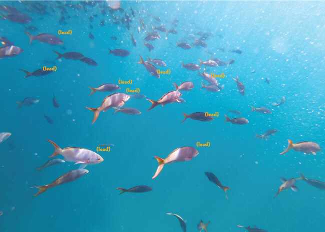 A school of fish