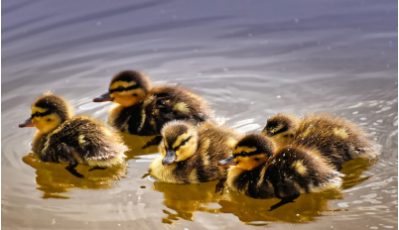 Five ducklings swimming in a diamond formation