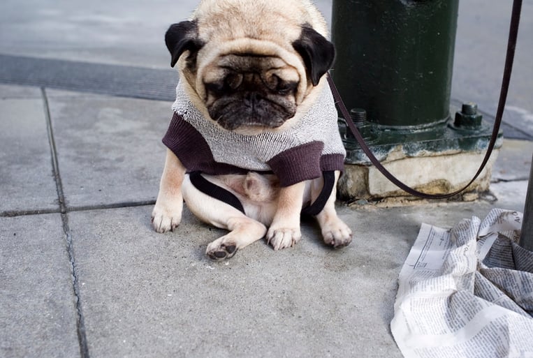 Sad pug image