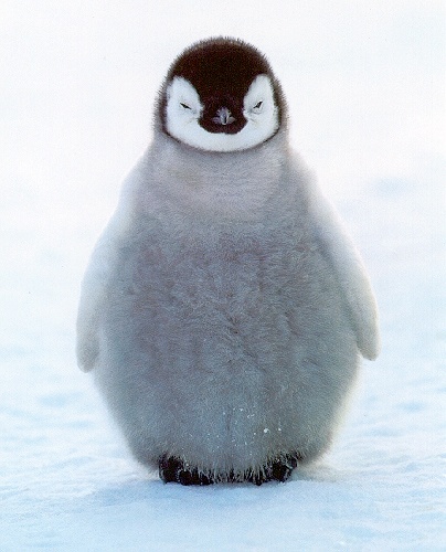 Penguin image