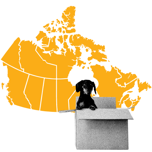 Moving-Box-Dog-Canada-Graphic